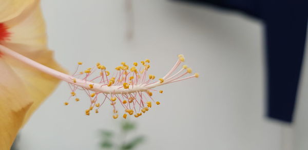 Close-up of yellow flower