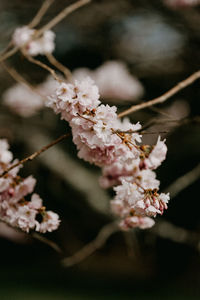 Close-up of cherry blossoms in spring