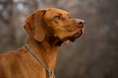 Close-up of a dog looking away