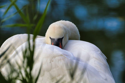 Close-up of swan in lake