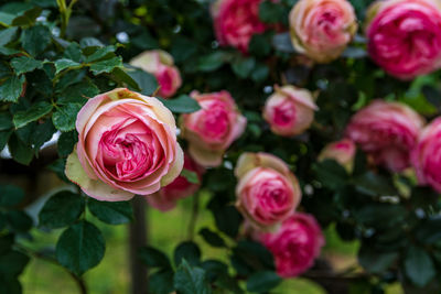 Close-up of pink roses