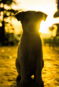 Close-up of dog looking at sunset