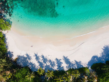 High angle view of trees on land