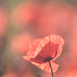 Close-up of red flower