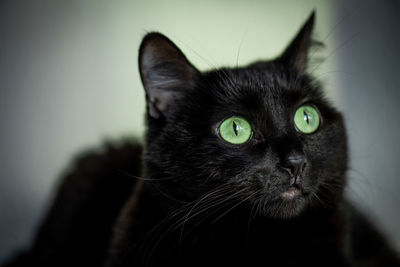 Close-up portrait of black cat