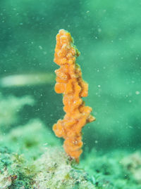 Close-up of jellyfish swimming in sea