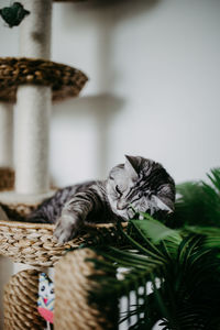 Close-up of a cat at home