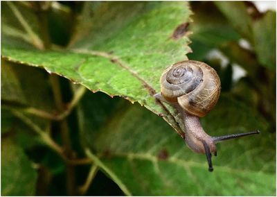 Close-up of snail on plant