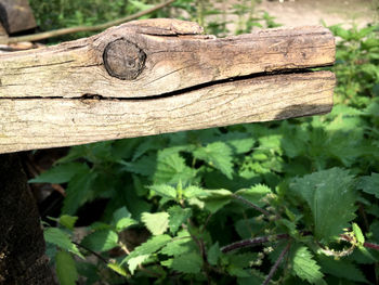 Close-up of tree trunk in forest