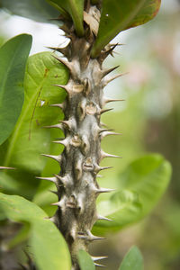 Close-up of caterpillar on tree