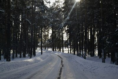 Trees in snow covered forest