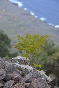 Close-up of cactus growing on rock against sky