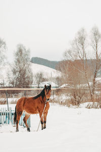 Horse on snowy field during winter