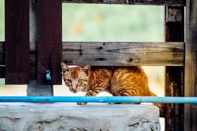 Portrait of cat relaxing on wood