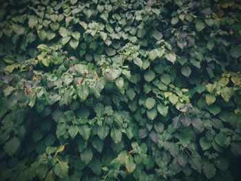 Full frame shot of leaves