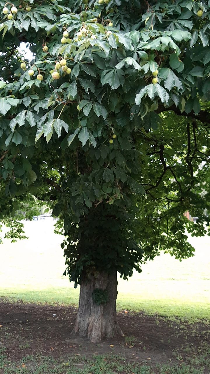 TREE ON FIELD