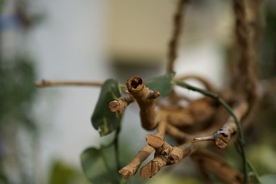 Close-up of dried flower on plant