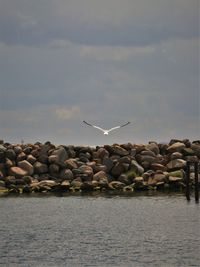 Birds flying over sea against sky