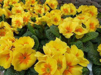 Close-up of yellow flowers blooming outdoors