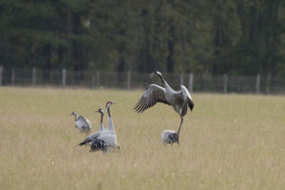 View of birds on field