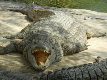 Close-up of crocodile on sea shore