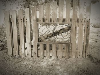 Close-up of lizard on wood