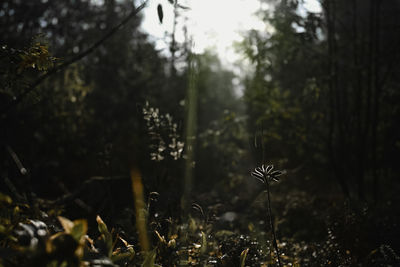 Close-up of flowering plants on land in forest