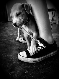 Dog lying on ground