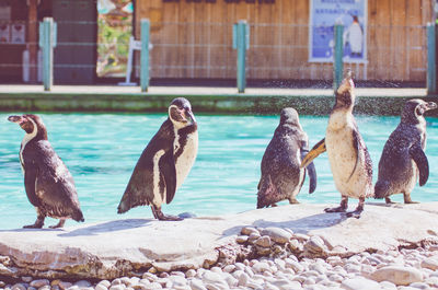 Penguins splashing water standing by pond at zoo