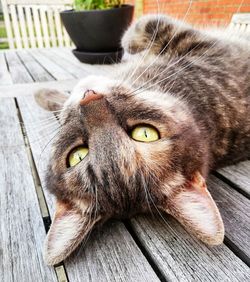 Close-up portrait of a cat