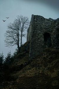 Low angle view of tree against sky