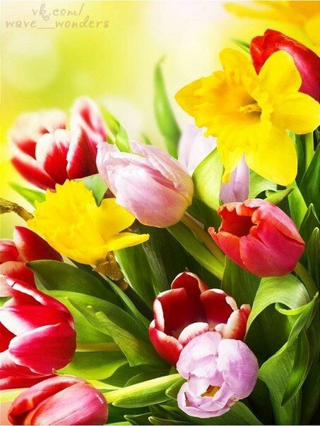 flower, petal, freshness, flower head, fragility, beauty in nature, close-up, pink color, growth, yellow, nature, blooming, tulip, plant, focus on foreground, rose - flower, indoors, in bloom, no people, red