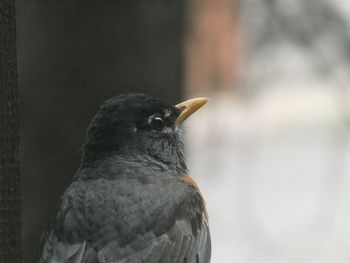 Close-up of bird perching