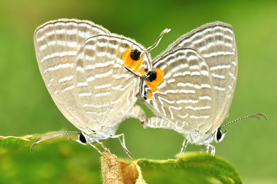 Close-up of butterflies mating on plant