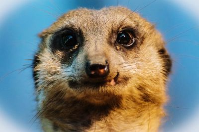 Close-up portrait of meerkat