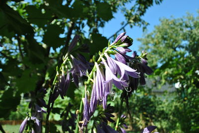 Close-up of purple flower blooming on tree