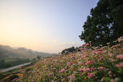 Flowering plants on field against sky during sunset