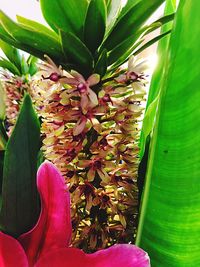 Close-up of pink flowers