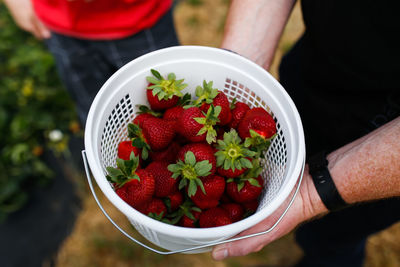 High angle view of hand holding strawberries