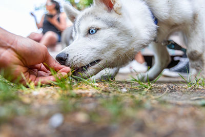 Close-up of dog on field