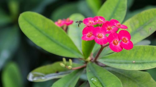 Close-up of insect on pink flowering plant