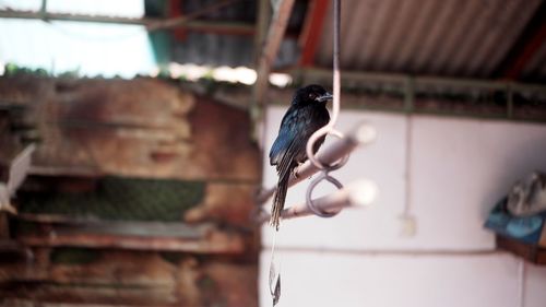 Bird perching on hand