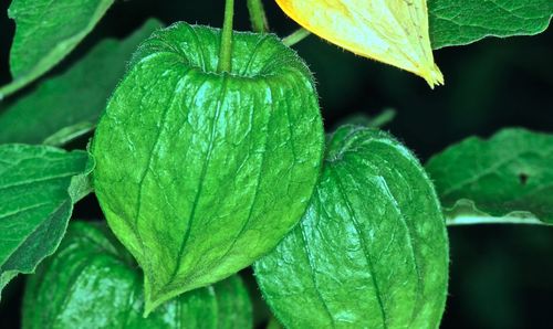 Close-up of leaves on leaf