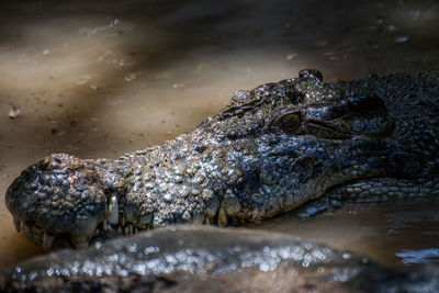 Close-up of crocodile swimming in lake