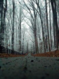 Empty road along trees in forest