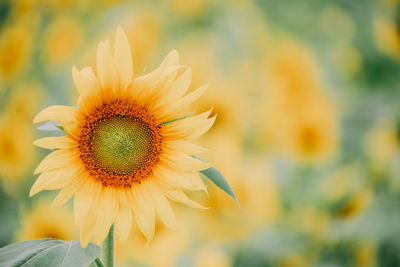 Close-up of yellow flower blooming outdoors