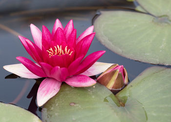 Close-up of pink water lily in lake