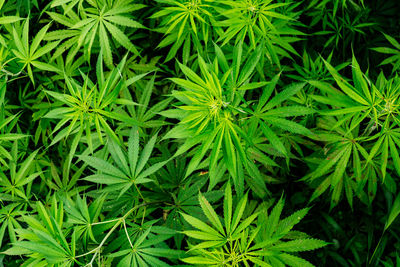 Full frame shot of plants