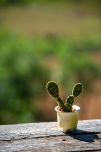 Close-up of cactus plant