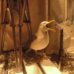 Close-up of bird perching on floor